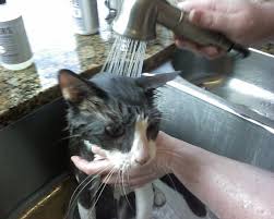 Cat Grooming and Bathing